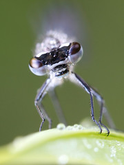 Variable damselfly or variable bluet, Coenagrion pulchellum