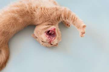 Yawning and stretching himself cat on blue background. Predator. Funny cat. Copy space, top view