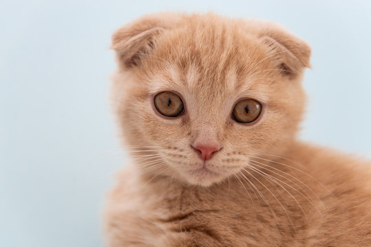 Scarried kitten with big eyes. Close up. Animals protection