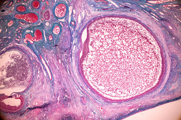 Student learning anatomy and physiology of Ovary under the microscopic in laboratory.