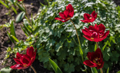 British Garden Flowers 