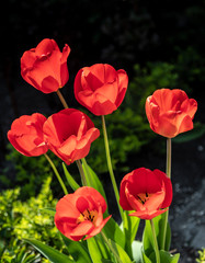 Fototapeta premium British Garden Flowers 