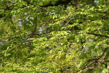 nature