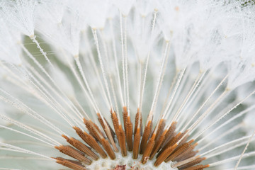 Blowball or clock of common dandelion, Taraxacum officinale