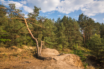 Forest over the Pilica river near Sulejow, Lodzkie, Poland