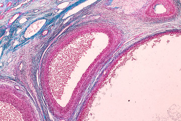 Student learning anatomy and physiology of Ovary under the microscopic in laboratory.
