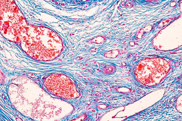 Student learning anatomy and physiology of Ovary under the microscopic in laboratory.