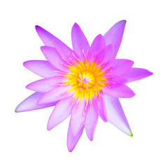 Water Lily or Lotus Flower Isolated on White Background.