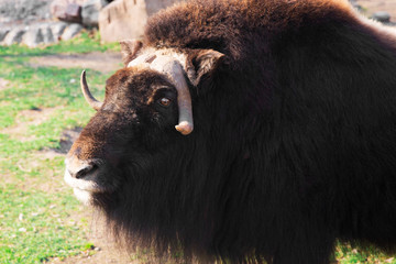 Wild musk ox in the nature. Wildlife of big animals. Yak