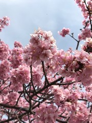 Kawazu sakura