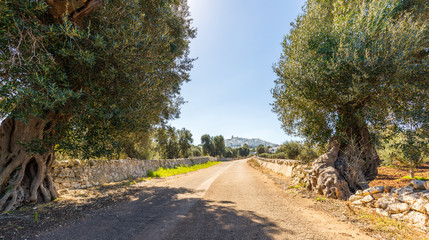 Ostuni mit Olivenbaum in Italien