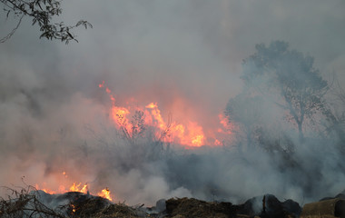 Forest fire with heavy smoke foreground in tropical forest. Cause of deforestation. 