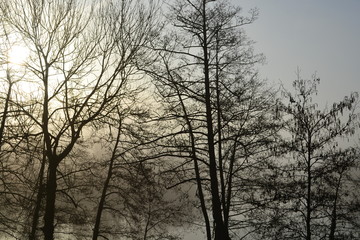 Bäume im Nebel und Sonne