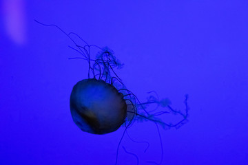 iridescent jelly fish in blue water