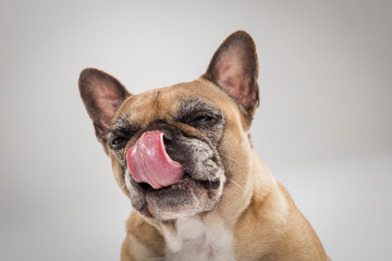 Studio portrait of an expressive French Bulldog dog against neutral background