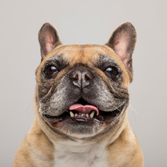 Studio portrait of an expressive French Bulldog dog against neutral background