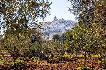 Ostuni mit Olivenbaum in Italien