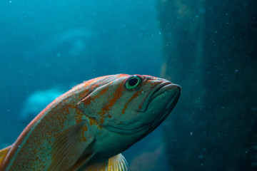 fish in an aquarium