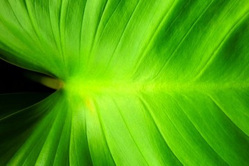 Close up, Green Leaf Texture Background in Horizontal Style.