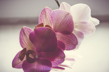 white-pink Orchid on a light background