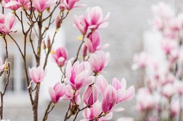 Magnolia branches in bloom