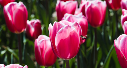 Beautiful bouquet of tulips nature background.