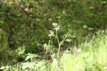 nature