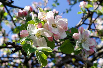 Obraz na płótnie Canvas Nahaufnahme einer Apfelblüte im Frühling