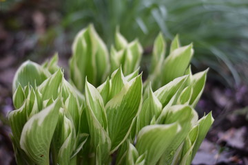 Funkie (Hosta)