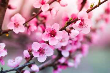 Obraz na płótnie Canvas Pink peach flowers begin blooming in the garden. Beautiful flowering branch of peach on blurred garden background. Close-up, spring theme of nature. Selective focus