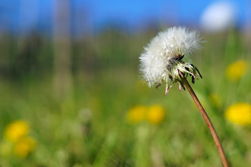 Naklejka premium Nahaufnahme eines Löwenzahns