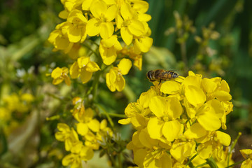 Rape blossoms and bees.  菜の花とミツバチ