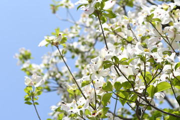 ハナミズキの花	