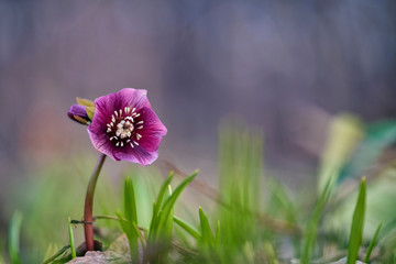 Hellebore (or Helleborus)