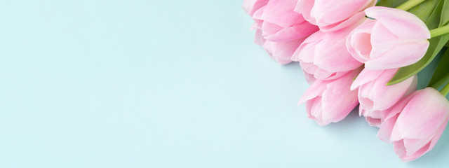 Fototapeta na wymiar Pink tulips on blue background.