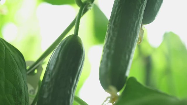 Sunny day in a greenhouse, grown cucumbers fruits, green seedling, growing vegetables in a greenhouse.