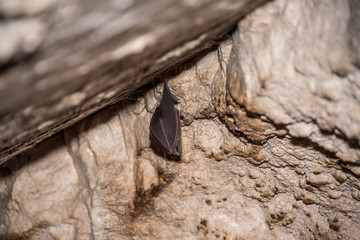Sleeping Bat Hanging in a Cave in Italy