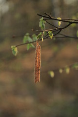 Earrings on the branches of trees in spring time