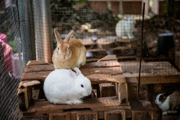 Obraz premium Rabbit in the cage