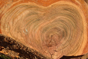 The texture of the sawed tree trunk cherry. Close-up. Tree saw cut in the shape of a heart.