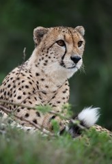 Naklejka na ściany i meble An alert cheetah wildcat with spotted fur
