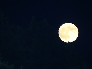 Fototapeta premium moon in the sky