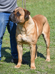 Fototapeta premium Large bull mastiff dogi
