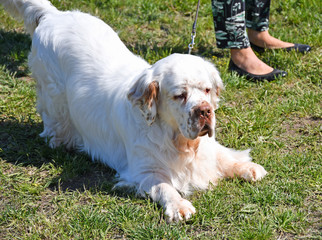 Clumber spaniel dog outdoor