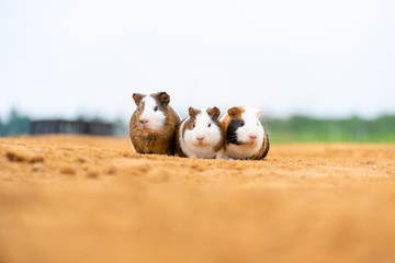 Three cute guinea pigs in the outdoor