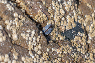 Small Mussel