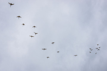 Flock of wild gooses in southeastern part of Iceland