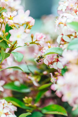Detail of a bee in flower