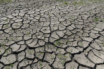 Cracked dry land. Drought, waterlessness. Disaster. Small plants thirst for rain.