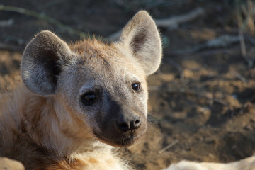 Tüpfelhyäne / Spotted Hyaena / Crocuta crocuta.